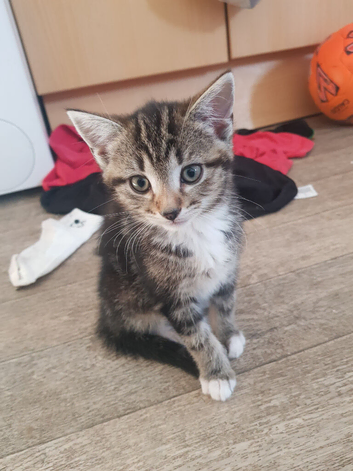 Beautiful kittens 2 boy 4 girls ready for homes