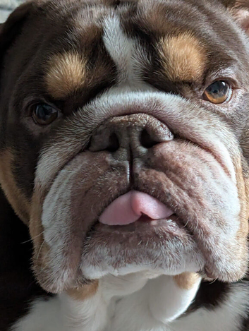 Fenglish bulldog stud