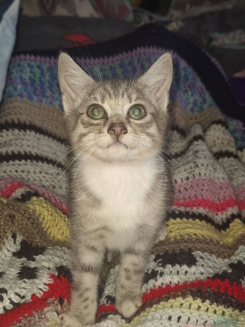 2 beautiful bengal cross girl kittens available now