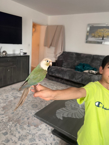 Tame conure