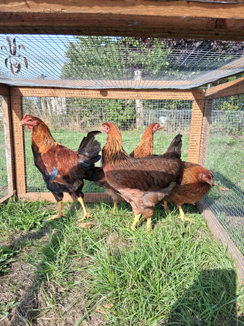 Welsumer Partridge  lg fowl 3 hens each 1 cock available