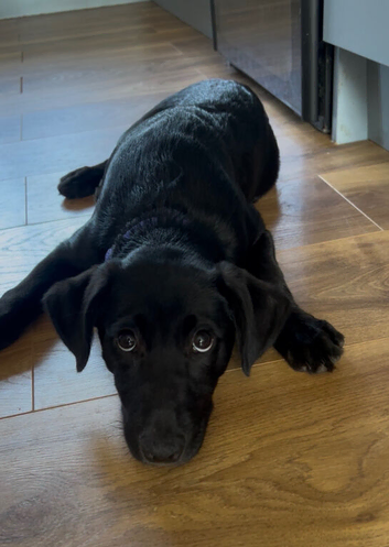 Beautiful black female Labrador x