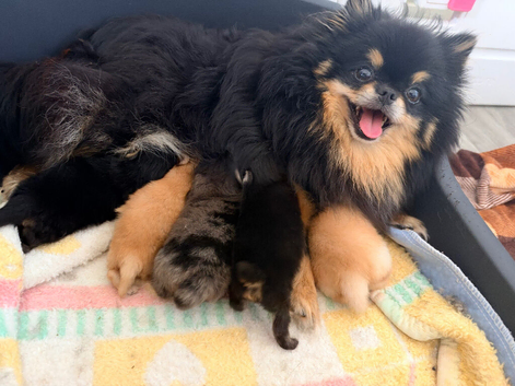 Pomeranian puppies for sale