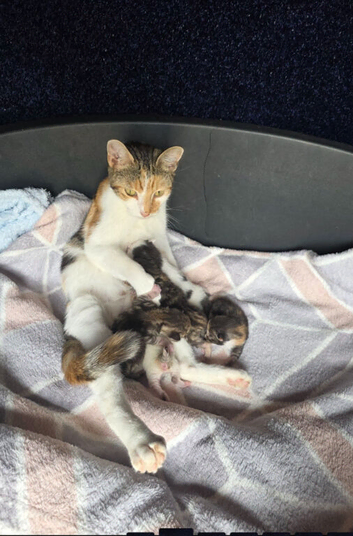 Kittens for adoption
