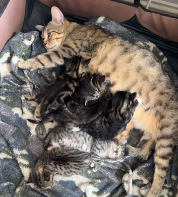 cross bengals ready for forever homes