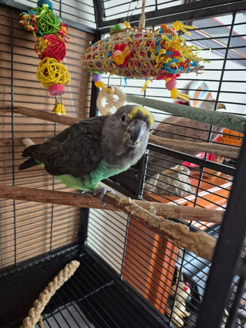 Myers Parakeet