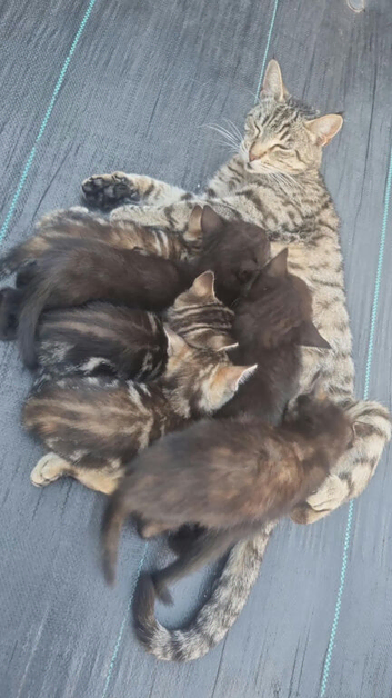 Beautiful babies for sale