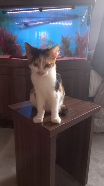 Gorgeous Felix for sale
