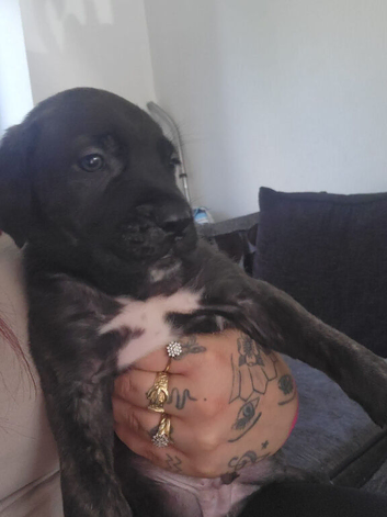 Cane corso puppy