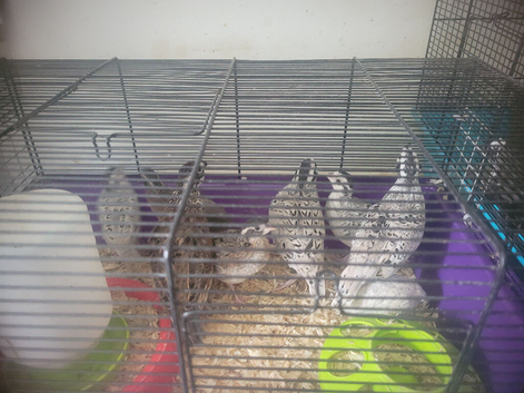 snowflake, northern bobwhites x7 reduced
