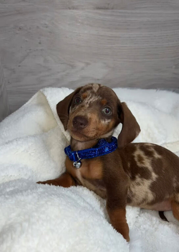 Dachshund babies