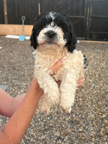 Beautiful Cockapoo Puppies &ndash; 1 Boy & 5 Girls &ndash; Ready for Loving Homes &ndash; &pound;800