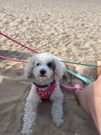 Beautiful Shih-Poo Puppies (Shih Tzu &times; Poodle) Looking for Their Forever Homes ️