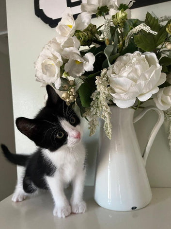 Beautiful 10 week old Kitten