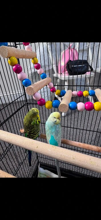 Birds for Sale