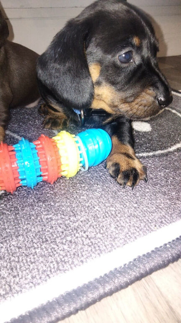 Dachshund