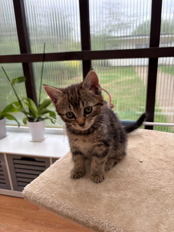 Beautiful kittens - boy and girl