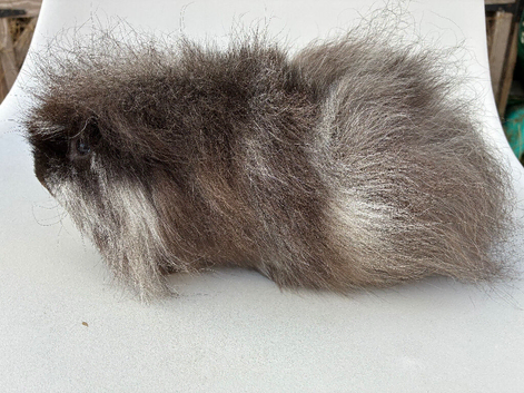 Adult Swiss boar