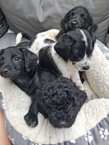Miniature poodle cross chihuahua