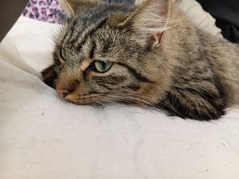 2 sisters needing rehoming URGENTLY