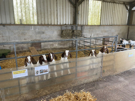 Boer goat kids