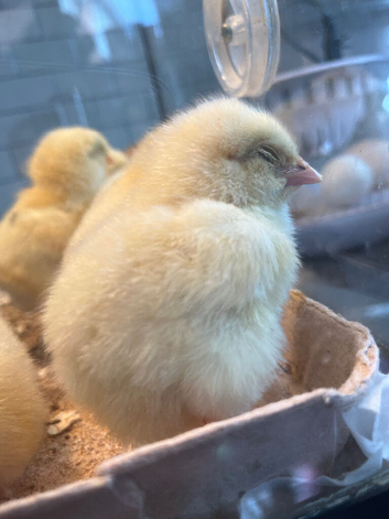 Unsexed Day old chicks for sale