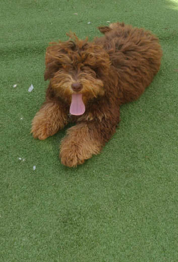 Cockerpoo pups fully vaccinated