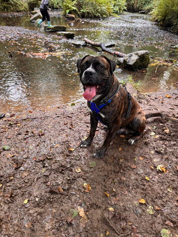 Cane Corso stud 70kg