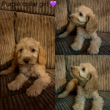 *REDUCED* READY NOW - 3 LEFT cockapoo puppies