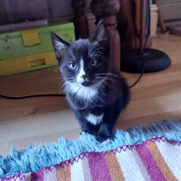 Kittens *&pound;10!* only 3 left!!