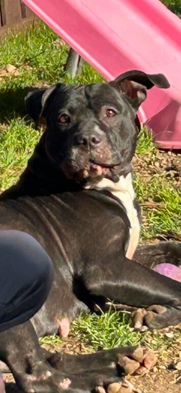 Istaffy cross bulkdog