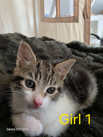 Kittens for sale