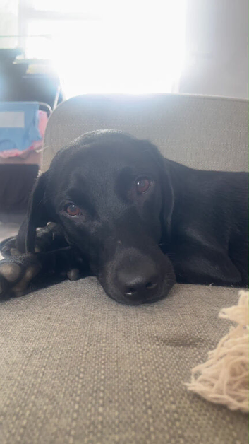 Female black lab