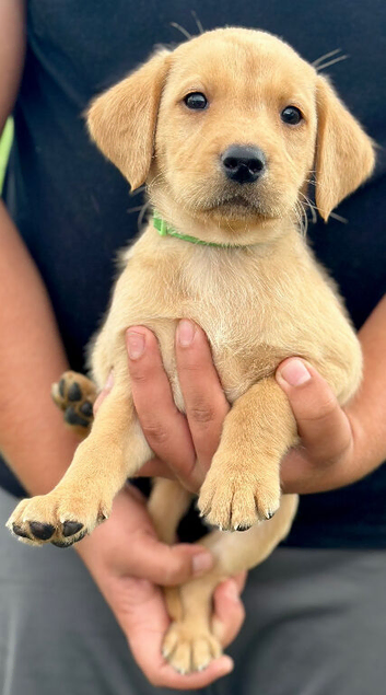RKC REG'D FEMALE ONLY REMAINING GOLDEN YELLOW BEAUTIFUL LAB PUPS