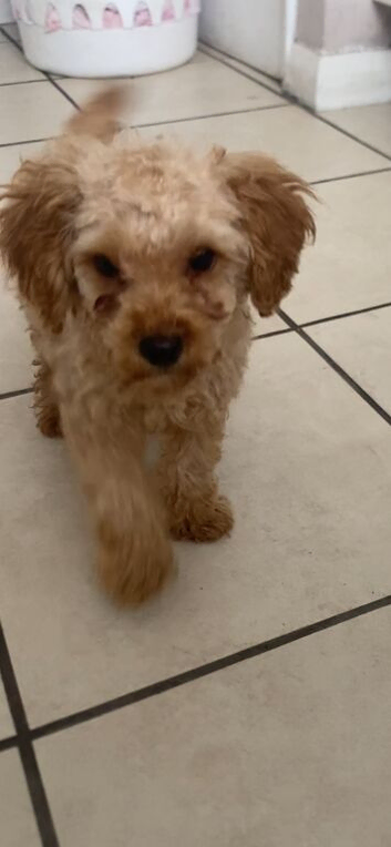 Toy poodle puppy&rsquo;s