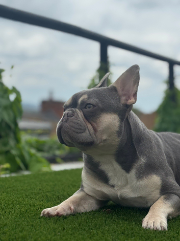 The Duke for stud
