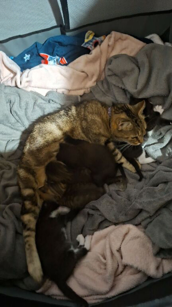 Male black and white kitten