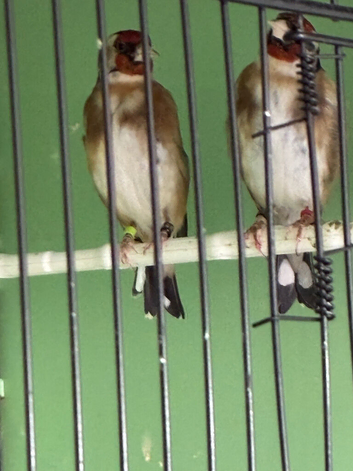 Goldfinch hens
