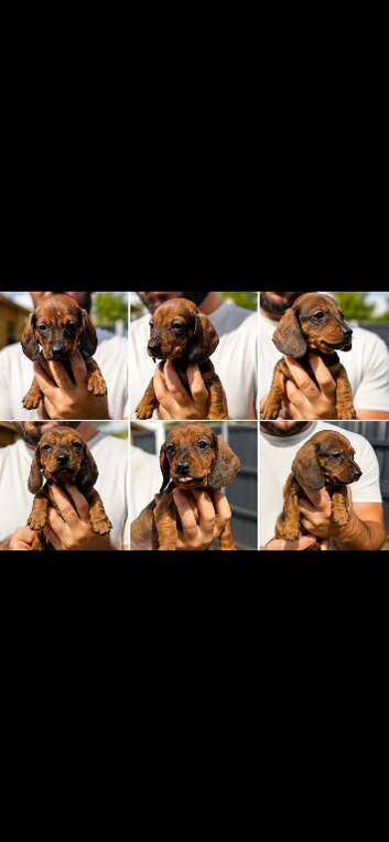 6 beautiful dachshund puppies for sale