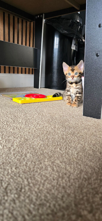 Pure bengal kittens