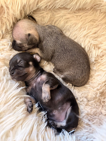 Miniature Chihuahua puppies for sale x1 girl x2 boys