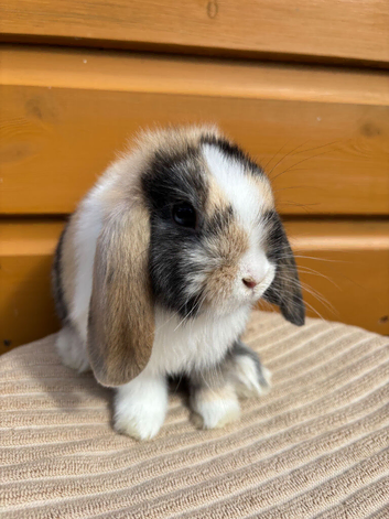 mini lops looking for home