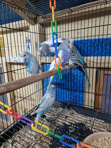 5 lovely budgies for sale