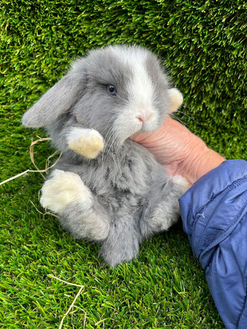Mini lop mixed sex's
