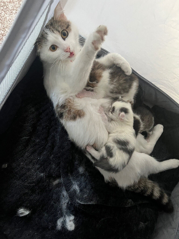 2 KITTENS LEFT