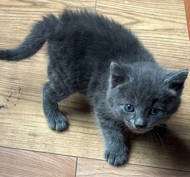 Kittens for sale