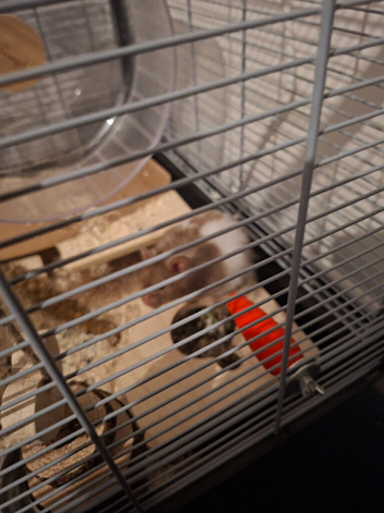 2 x male syrian hamsters