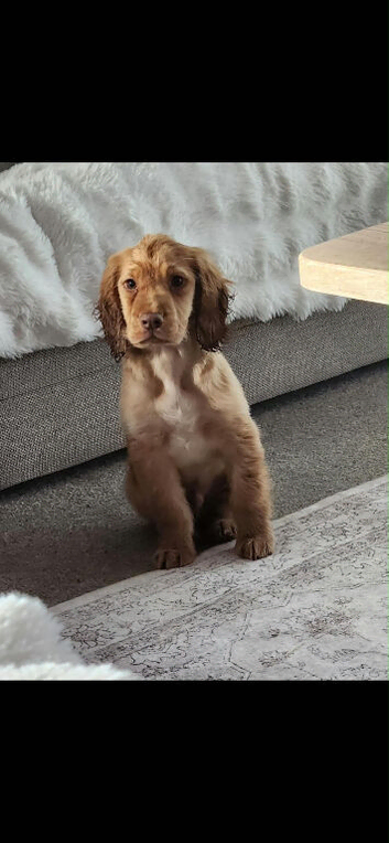 Aspen the cocker spaniel kc registered