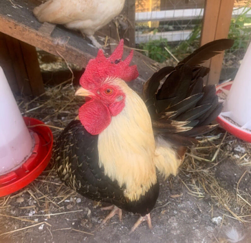 Serama cockerel