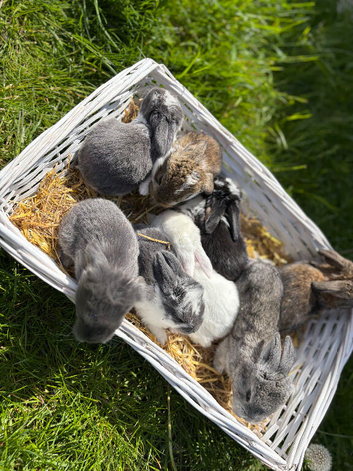 Pedigree giant French lop bunnies
